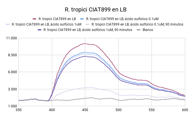 Archivo:R. tropici CIAT899 en LB.png