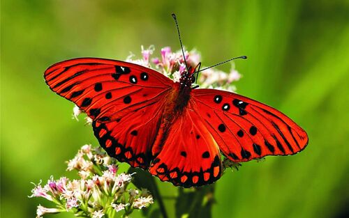 Mariposa-roja.jpg