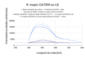 R. tropici CIAT899 en LB (Primera medición)