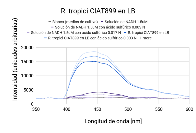 Archivo:R. tropici CIAT899 en LB (1).png