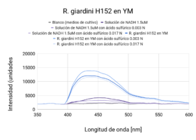 R. giardinii H152 en YM (Primera medición)