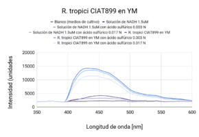 R. tropici CIAT899 en YM (Primera medición)