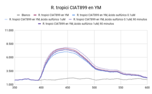 R. tropici CIAT899 en YM