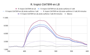 R. tropici CIAT899 en LB (Segunda medición)