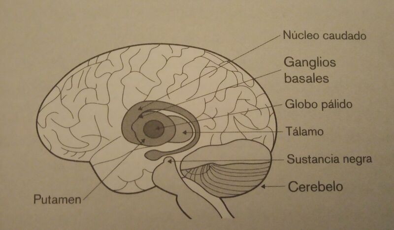 Archivo:Bases cerebrales de la memoria implícita.jpg