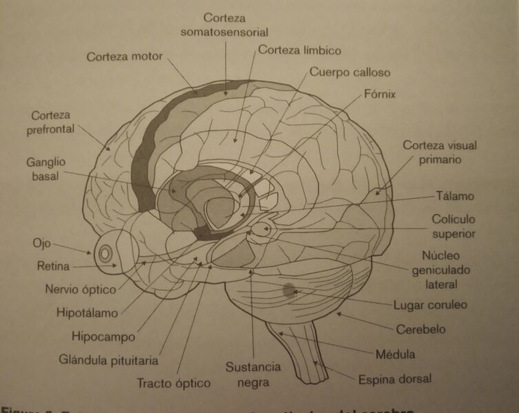 Archivo:Estructuras corticales y subcorticales del cerebro...jpg
