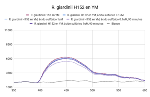 R. giardinii H152 en YM (Segunda medición)