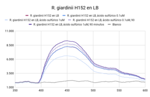 R. giardinii H152 en LB